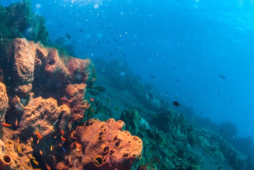 Underwater coral, fish, and plants Bali, Indonesia