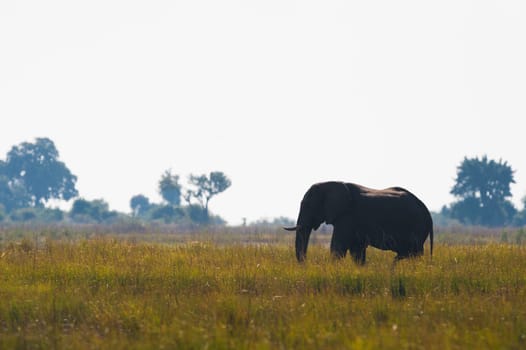 African bush elephant (Loxodonta africana) in high grass