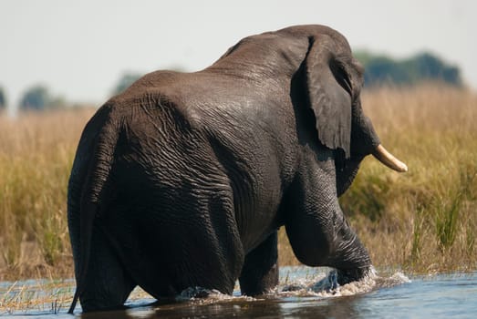 African bush elephant (Loxodonta africana) crossing river