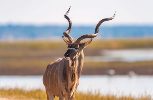 Kudu (Tragelaphus strepsiceros) in Chobe National Park