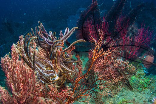 Underwater coral, fish, and plants Bali, Indonesia