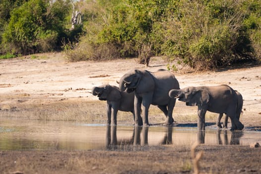 Group of African bush elephants (Loxodonta africana) drinking
