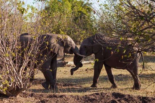 African bush elephants (Loxondona africana) fighting, Chobe National Park