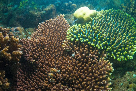 Underwater coral, fish, and plants Bali, Indonesia
