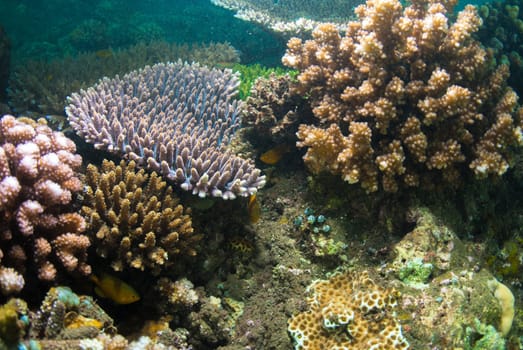 Underwater coral, fish, and plants Bali, Indonesia