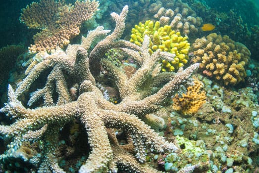 Underwater coral, fish, and plants Bali, Indonesia