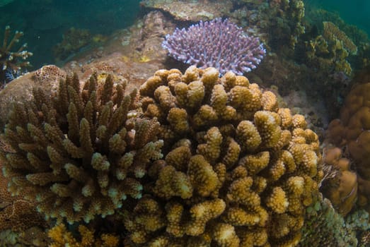 Underwater coral, fish, and plants Bali, Indonesia