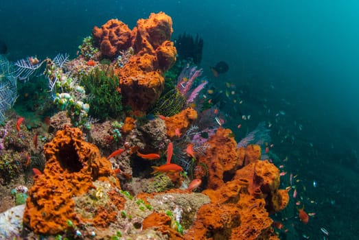 Underwater coral, fish, and plants Bali, Indonesia