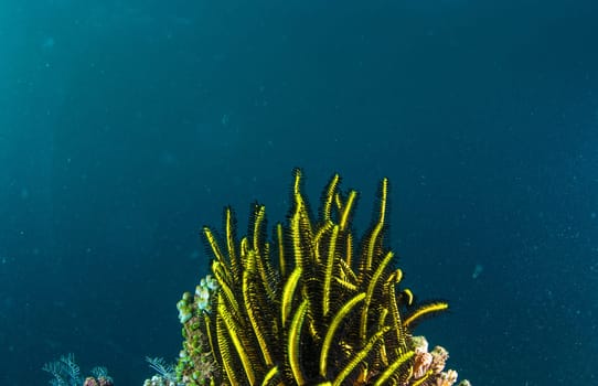 Underwater coral, fish, and plants Bali, Indonesia