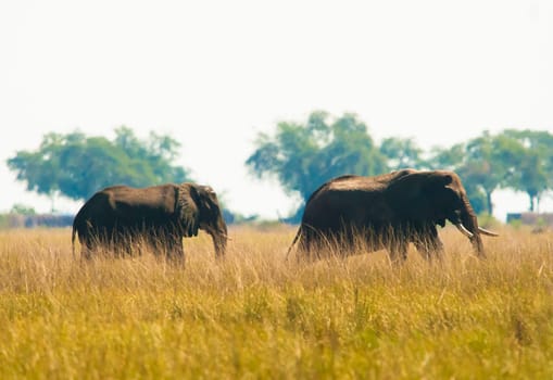 Two African bush elephants (Loxodonta africana) walking