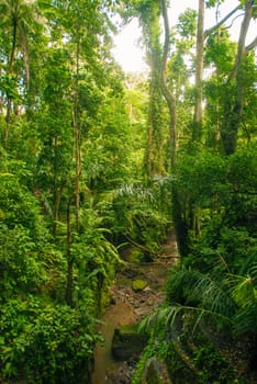 Jungle path in Bali, Indonesia on a sunny day