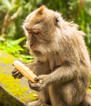 Balinese monkey with banana, Ubud Monkey Forest, Bali