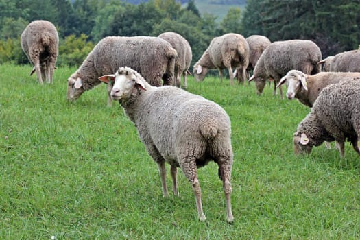 Sheep in the pasture