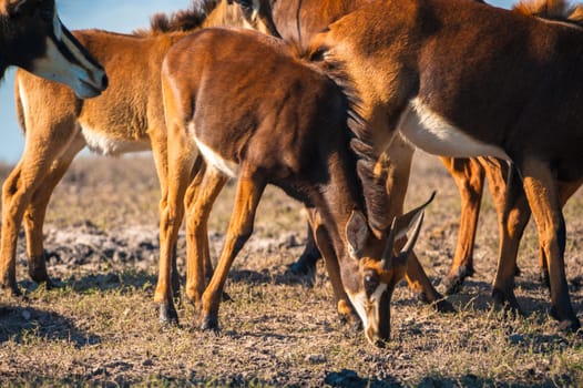 Oryx / Gemsbok (Oryx gazelle) by water, Chobe National Park