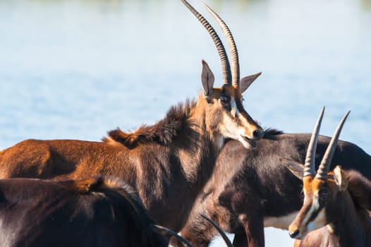 Oryx / Gemsbok (Oryx gazelle) by water, Chobe National Park