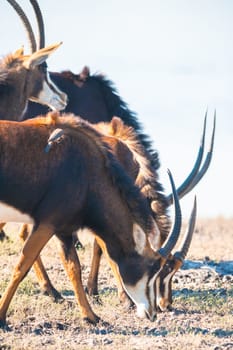 Oryx / Gemsbok (Oryx gazelle) by water, Chobe National Park