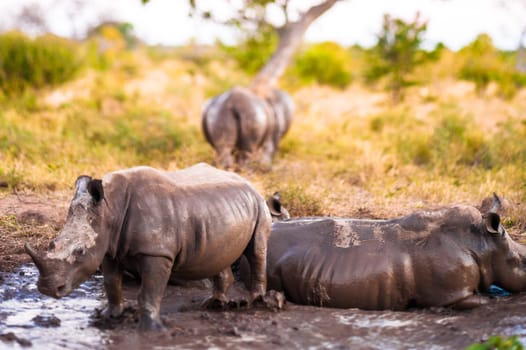Group of Southern white rhinoceroses (Ceratotherium simum simum)