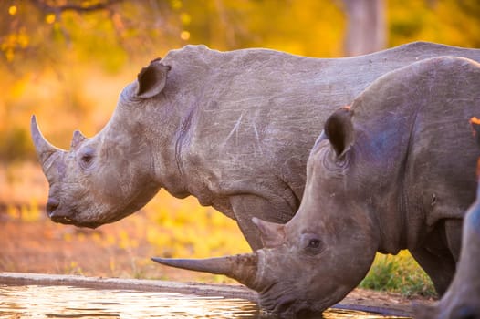 Southern white rhinoceroses (Ceratotherium simum simum) at watering hole