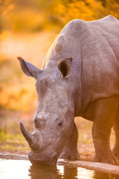 Southern white rhinoceroses (Ceratotherium simum simum) at watering hole
