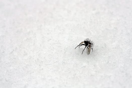 A frostbitten fly in the snow