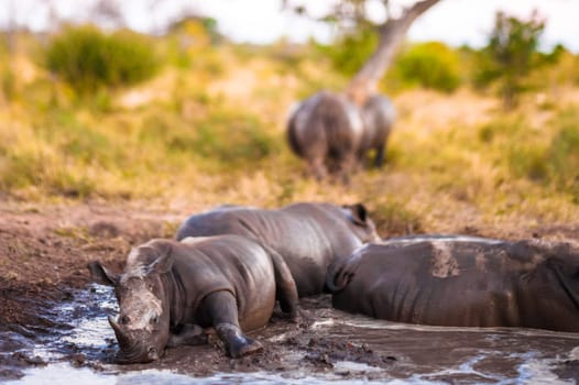 Group of Southern white rhinoceroses (Ceratotherium simum simum)