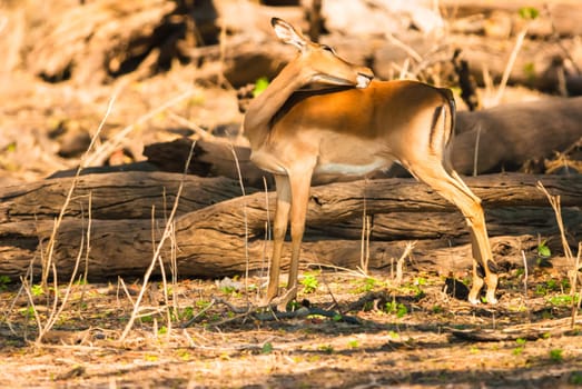 Impala ewe (Aepyceros melampus), Chobe National Park