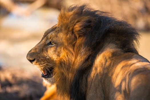 Older male lion near Kruger National Park