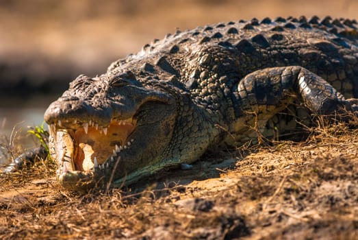 Crocodile baring teeth, Chobe National Park, Botswana