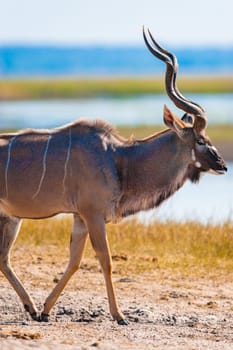 Kudu (Tragelaphus strepsiceros) in Chobe National Park