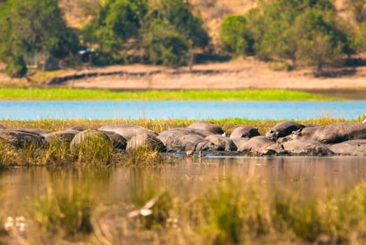 Group of hippopotamus in the mud, Chobe National Park