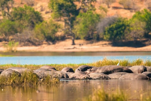 Group of hippopotamus in the mud, Chobe National Park