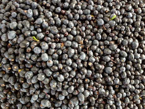 fruit of myrtle exposed to the market
