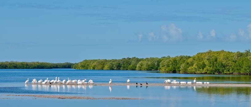 Pelicans