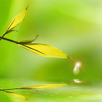 Green tea bud and leaves for adv or others purpose use