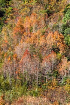 Autumn waterfall for adv or others purpose use