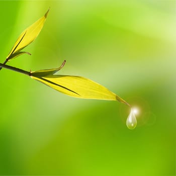 Green tea bud and leaves for adv or others purpose use