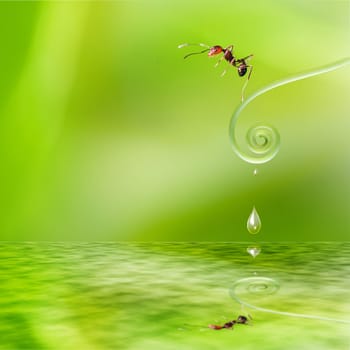 orange ant transparent ant walking on dew drop branch of tree