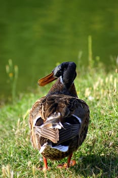 The mallard stands on the grass near the lake river. The soft plumes are very colorful