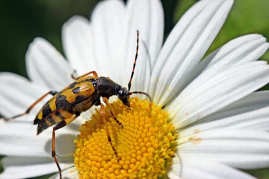 Spotted Slender (Rutpela maculata) on Marguerite
