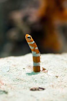 Magnificent garden eel,close-up of animal on sandy substrate