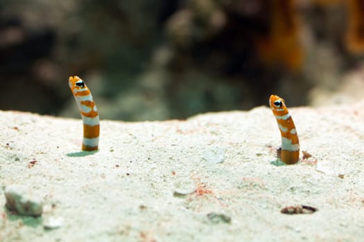 Magnificent garden eel,close-up of animal on sandy substrate