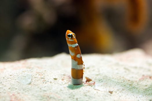 Magnificent garden eel,close-up of animal on sandy substrate