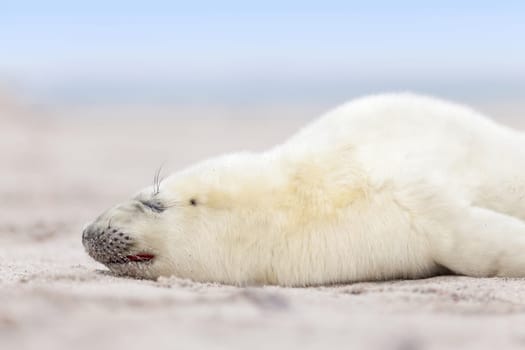small newborn seal pups