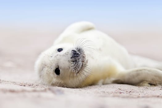 small newborn seal pups
