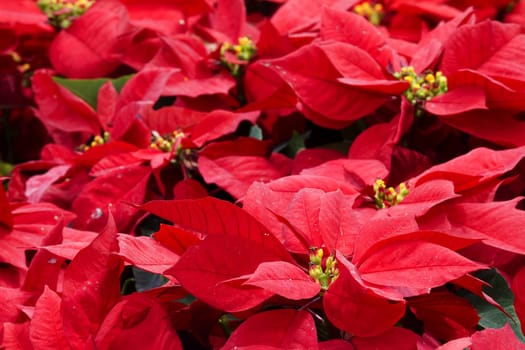 Christmas Star (plant) for adv or others purpose use