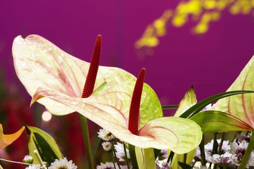flamingo lily for adv or others purpose use