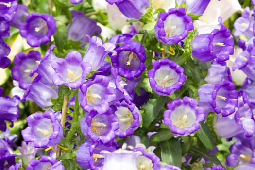 Canterbury-bells (Campanula medium L.)