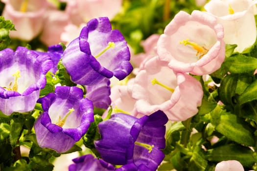 Canterbury-bells (Campanula medium L.)