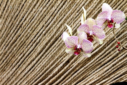 purple orchid for adv or others purpose use