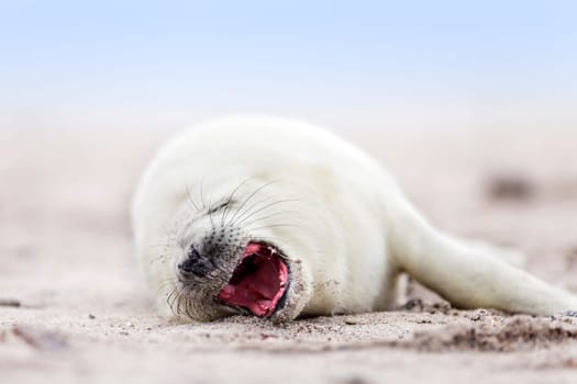 small newborn seal pups